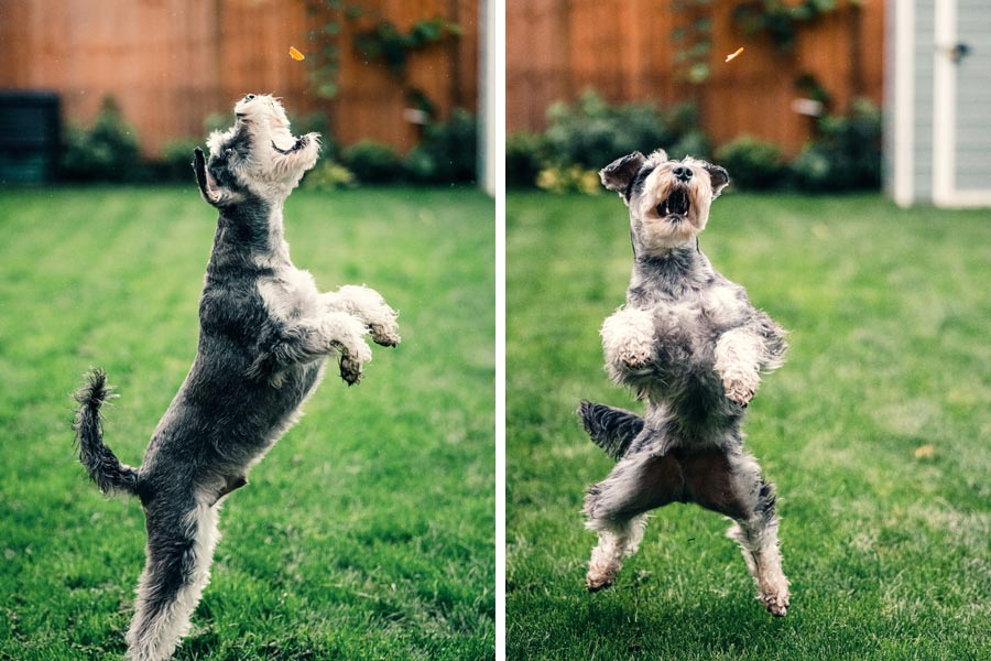 grey dog learning tricks outdoors