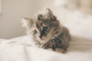 grey kitten on bed, new kitten