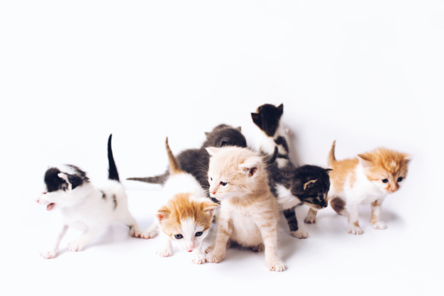 kittens