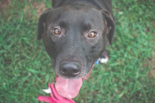 short-coated black dog looking at camera