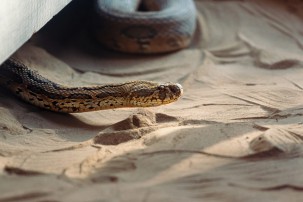 snake in sand, protecting pets from a snake bite