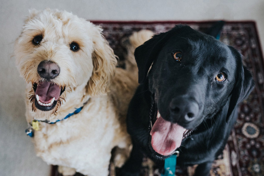 white and black dog sitting on rug, reasons for pet insurance