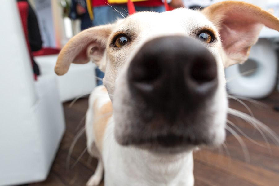 white and tan dog with nose to camera