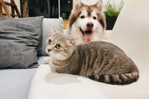 Dog and cat on sofa