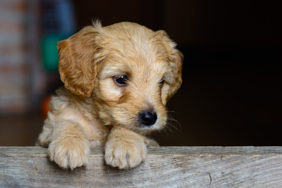 close-up of puppy