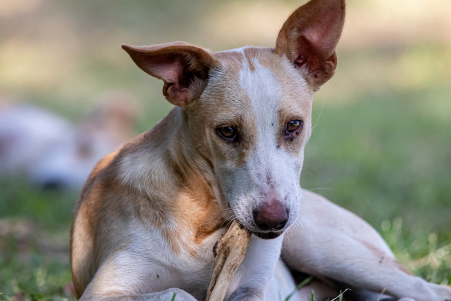 dog chewing stick