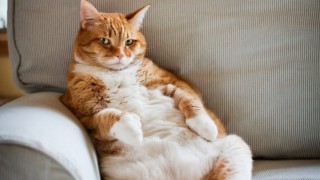 Obese ginger and white cat on sofa