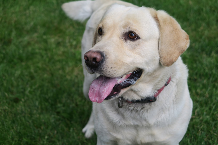 adult labrador, dog training