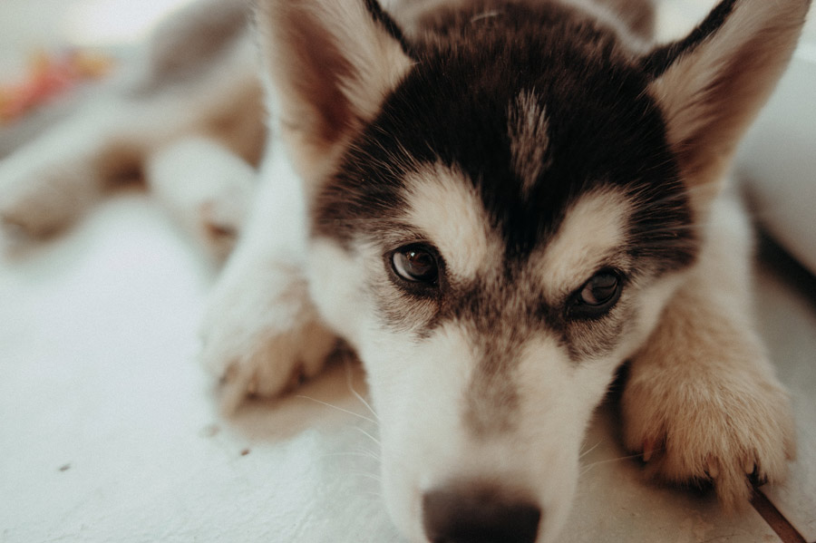 white and black dog lying down