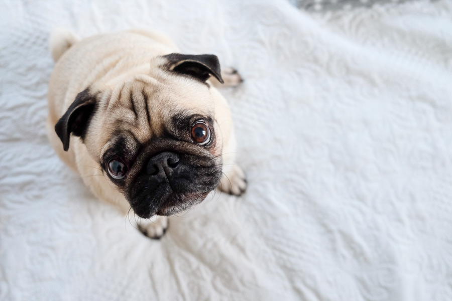 Close up image of pug, pet photography