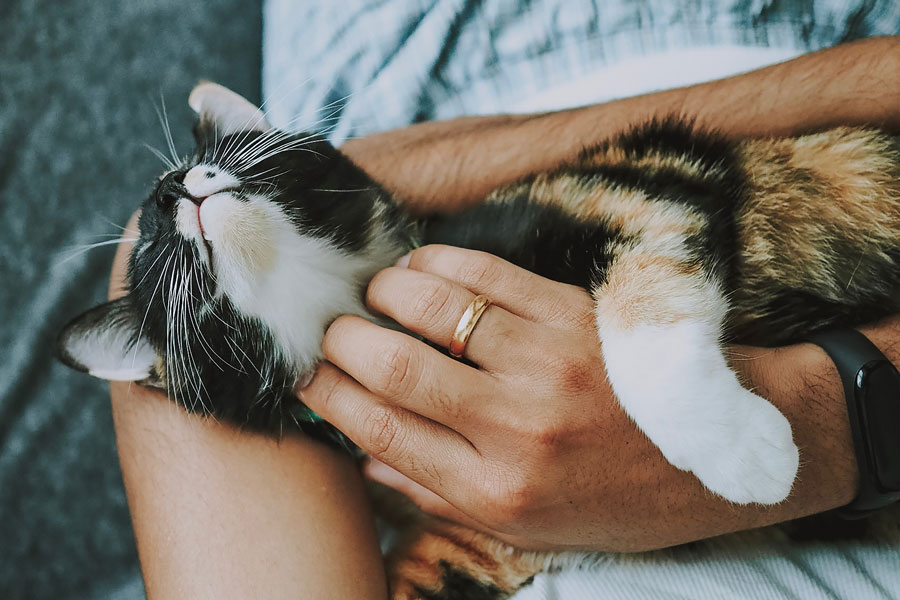 woman scratching a cat