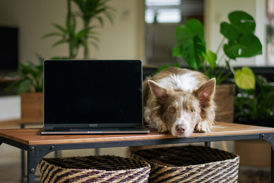 dog lying next to laptop computer at home