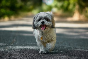 little dog walking outside