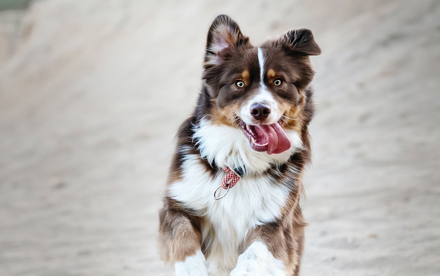 dog with tongue out, bad breath in dogs