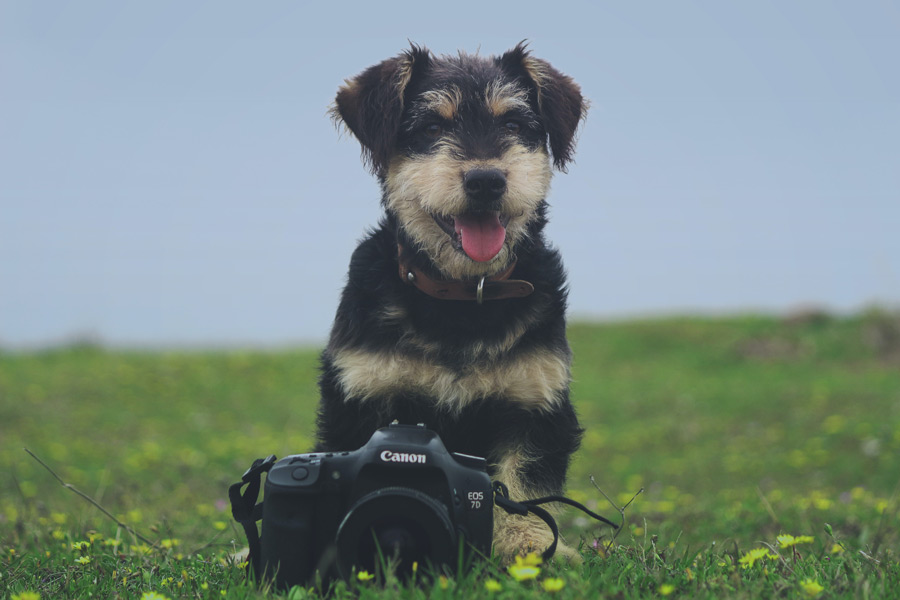 scruffy black and white dog sat on grass next to camera