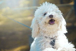 white fluffy dog on lead