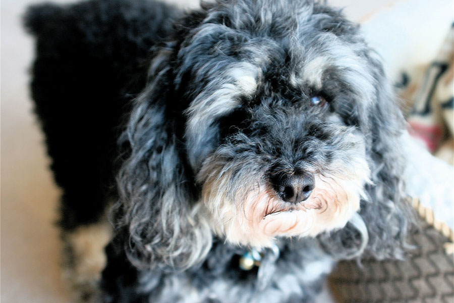 black, curly-haired dog looking sad, sick dog