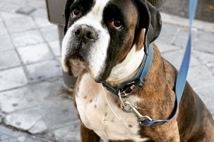 dog with lead on waiting to go for a dog walk