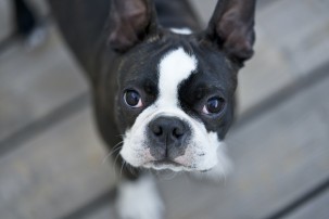 French bulldog, pet apps