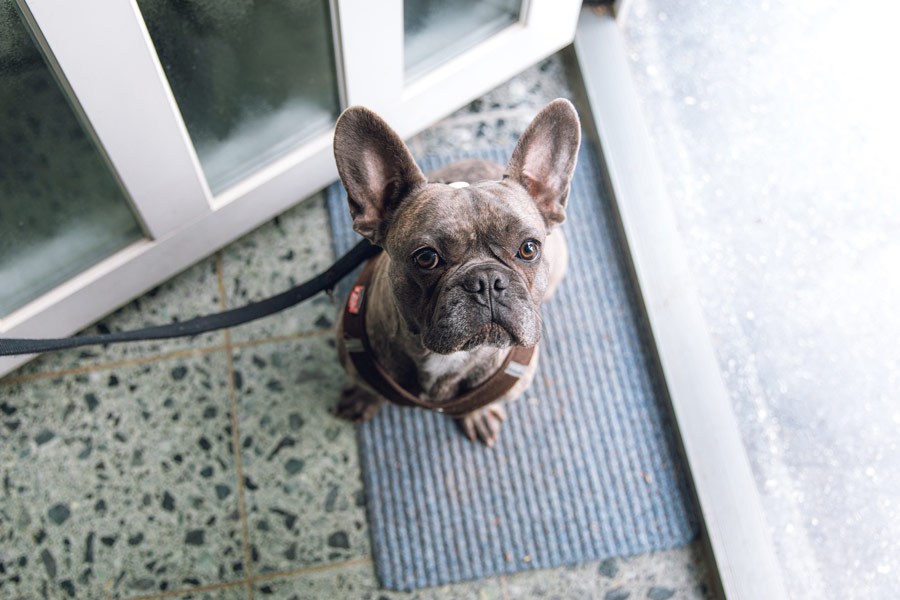 French bulldog with lead on, waiting to be walked