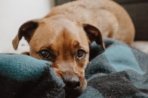 dog lying on blanket looking sad, signs your dog is sick