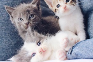 three kittens, how to toilet train your cat