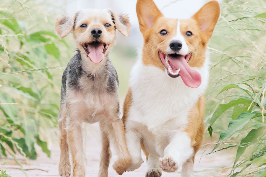 two small dogs running outdoors
