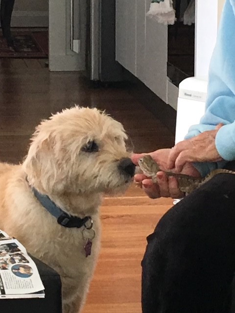 bearded dragon with dog