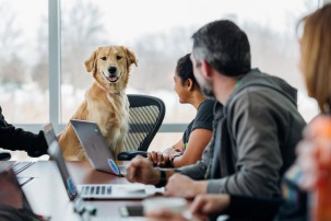 dog in office meeting