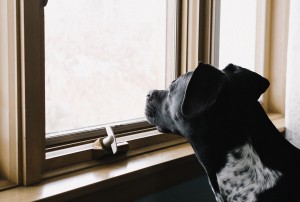 pet separation anxiety, dog looking out of window
