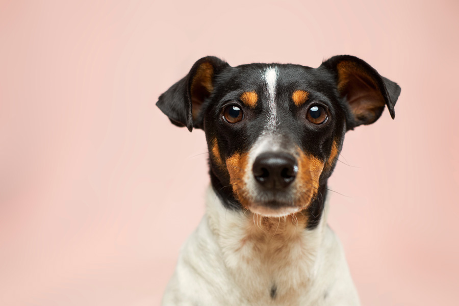 close up jack russell, clear eyes