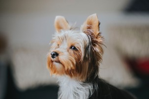 terrier up close, dog ownership