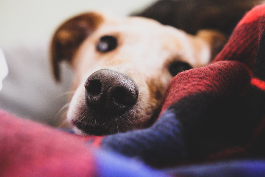 dog in blanket, winter pets safe