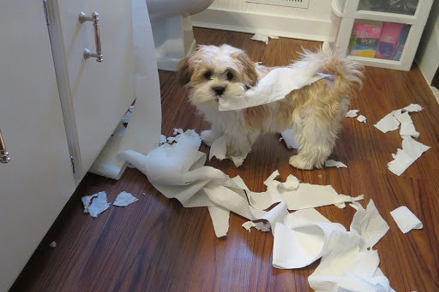 naughty dog in bathroom with toilet paper, dog boredom