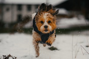 pet escape, little dog running free