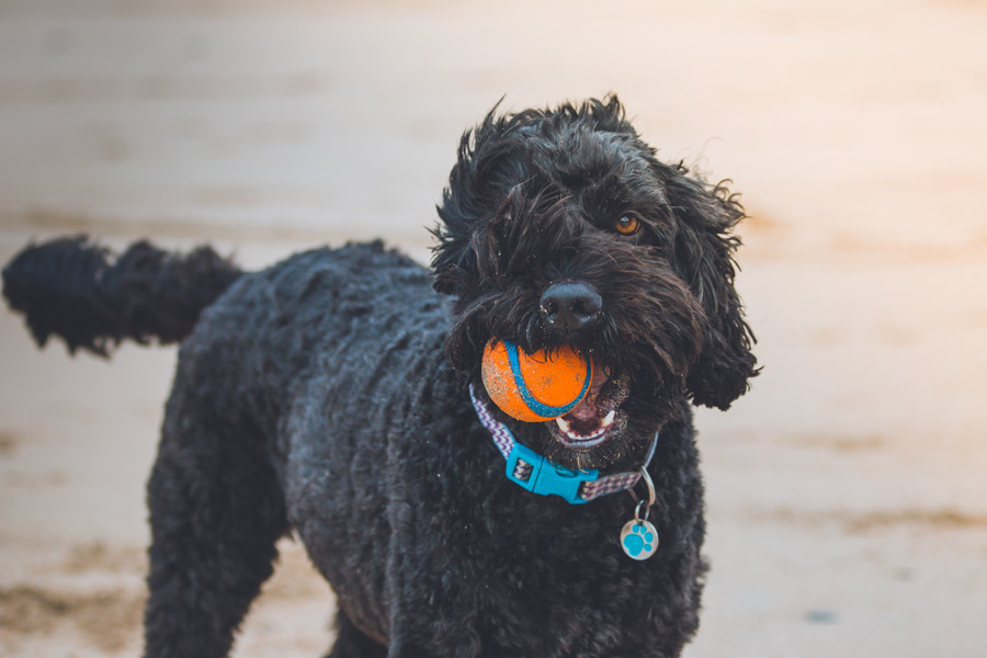 black dog, pets benefit mental health