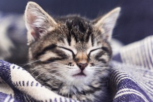 black and grey kitten asleep in blanket