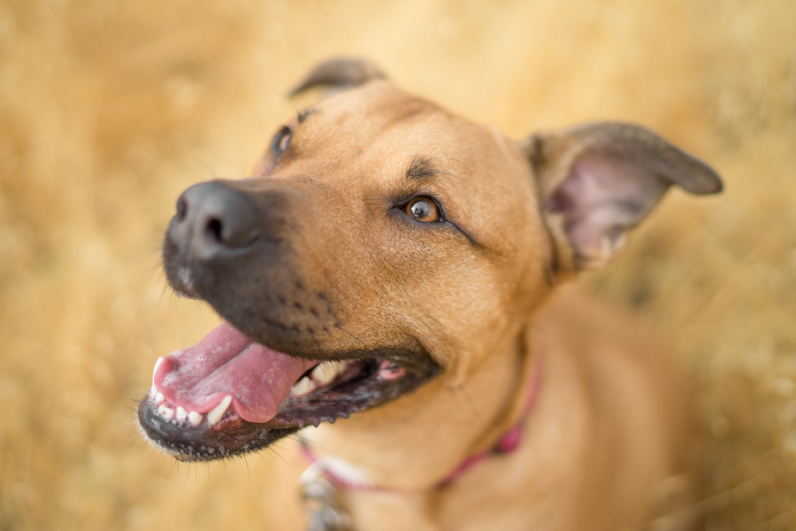 brown dog at dog park