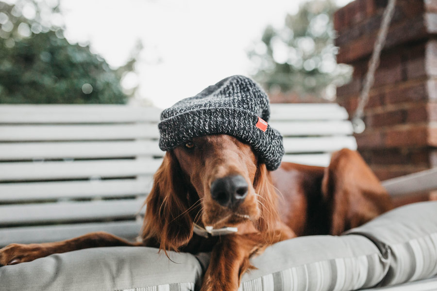 dog wearing beanie, winter pet safety