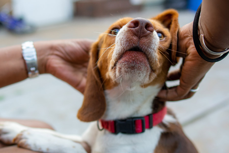 dog being petted, dog-friendly workplace