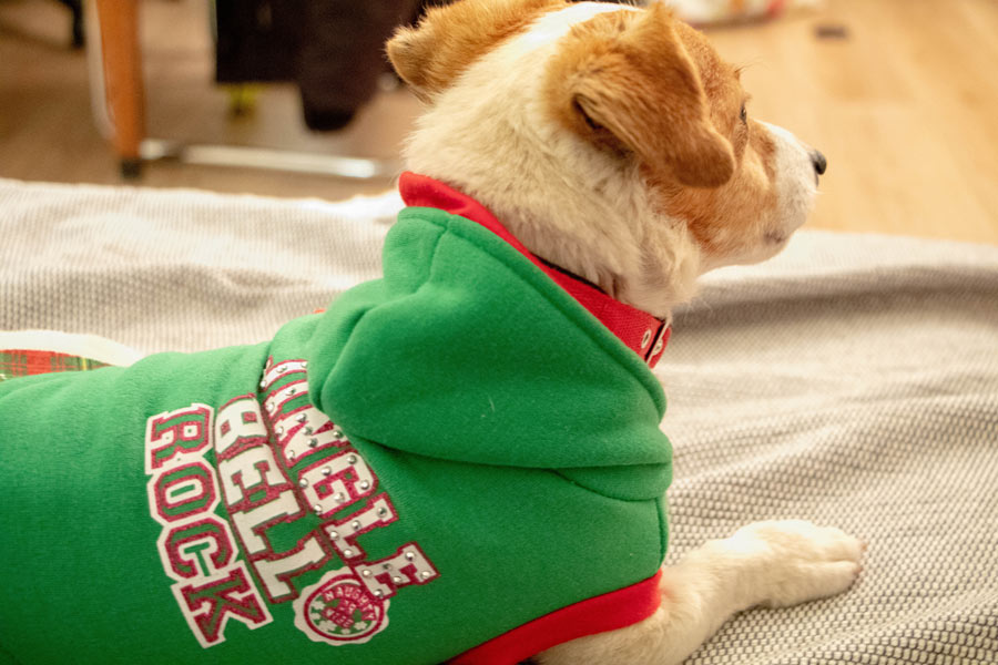 dog wearing a green hoodie
