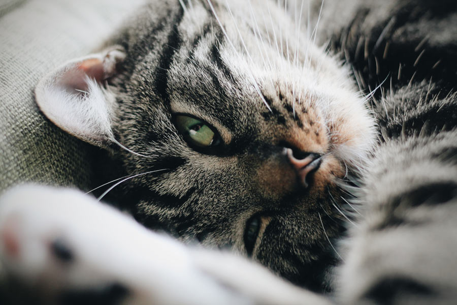 grey and black cat