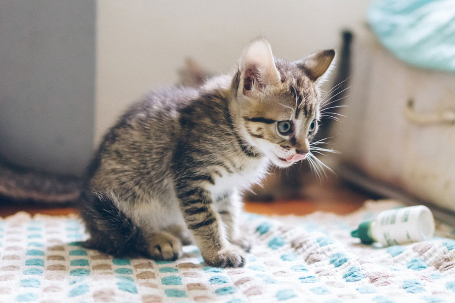 kitten on laundry floor