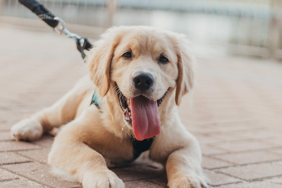labrador puppy on lead