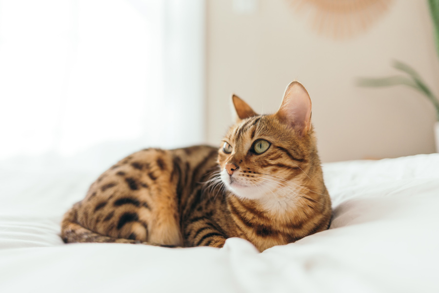 orange cat lying on the bed