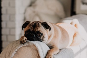 pug lying on back of sofa, hiring a pet sitter