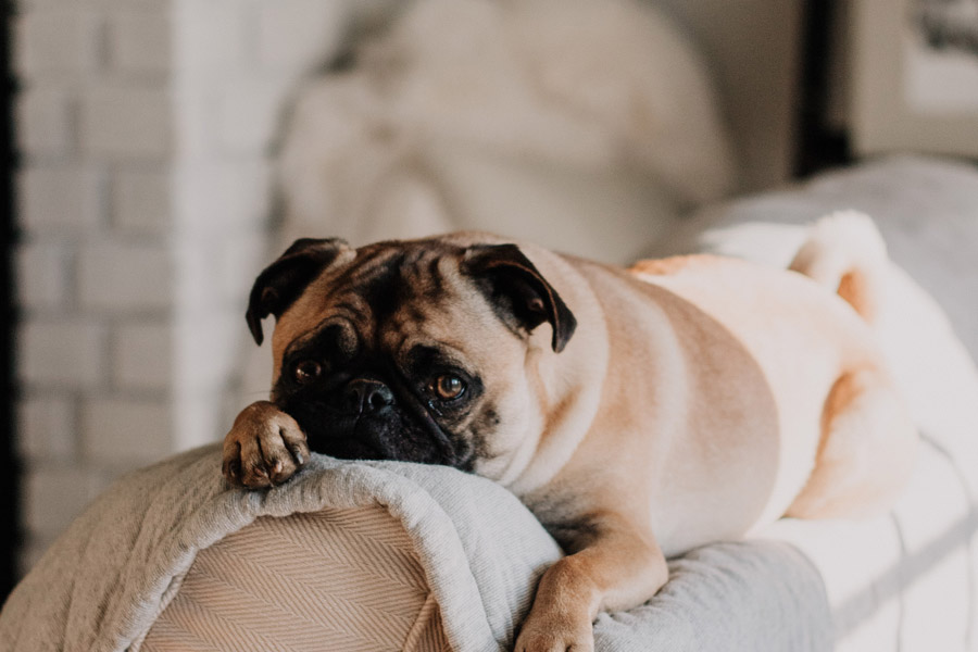 pug lying on back of sofa, hiring a pet sitter