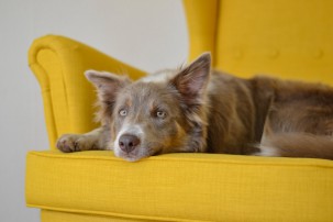 dog lying on yellow sofa looking sad, social fear in dogs