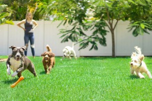 dogs playing in garden, dog play date