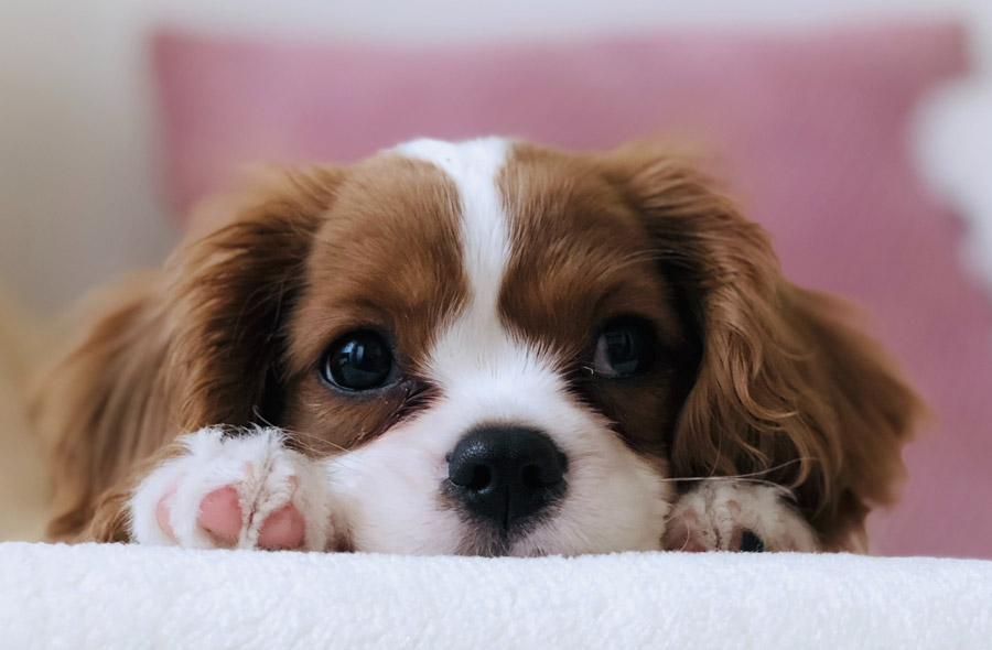 King Charles Cavalier puppy, how to socialise your puppy